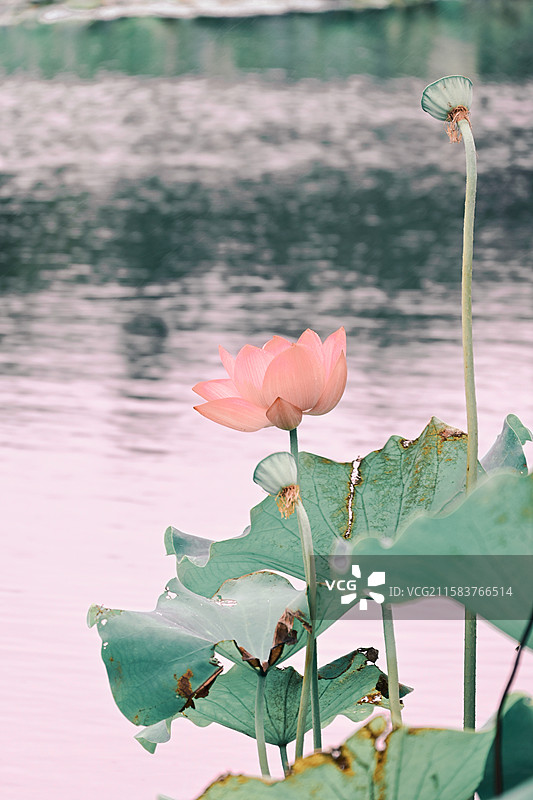 夏日荷塘图片素材