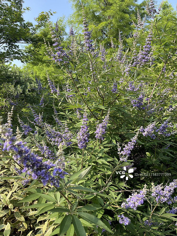 苏州公园的紫色穗花图片素材