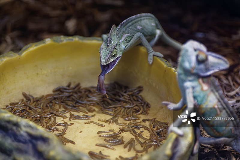 高冠变色龙的生活图片素材