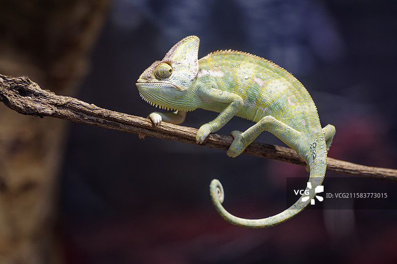 高冠变色龙的生活图片素材