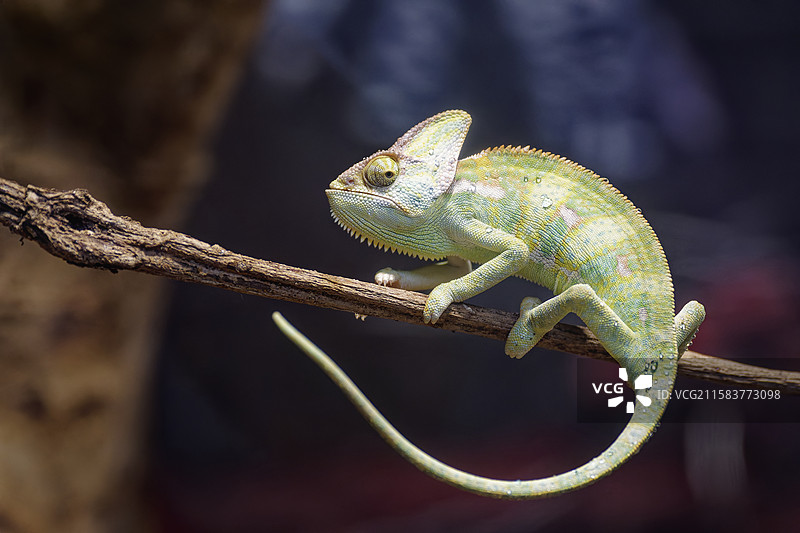 高冠变色龙的生活图片素材