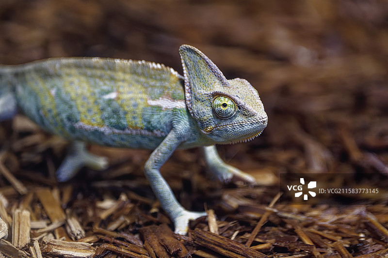 高冠变色龙的生活图片素材