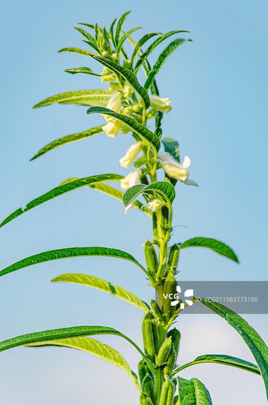 中国农作物植物拍摄主题，菜地里种植的芝麻长出一串果壳成熟的果实种子，户外白昼无人图像摄影图片素材