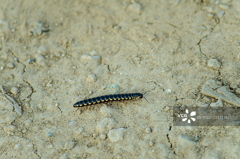 中国野生植物和野外植物拍摄主题，地面上正在爬行的黑色黄色相见的马陆千足虫，户外白昼无人图像摄影图片素材