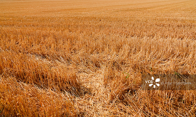 蓝天下收割后的金黄色麦田图片素材