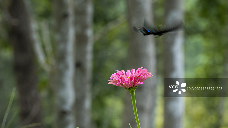 夏天公园里的花卉风景图片素材