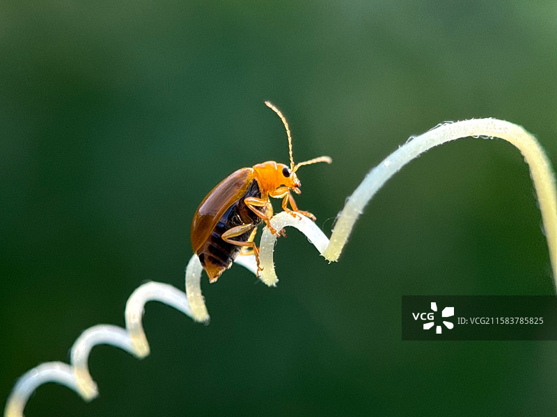 金色的黄守瓜图片素材