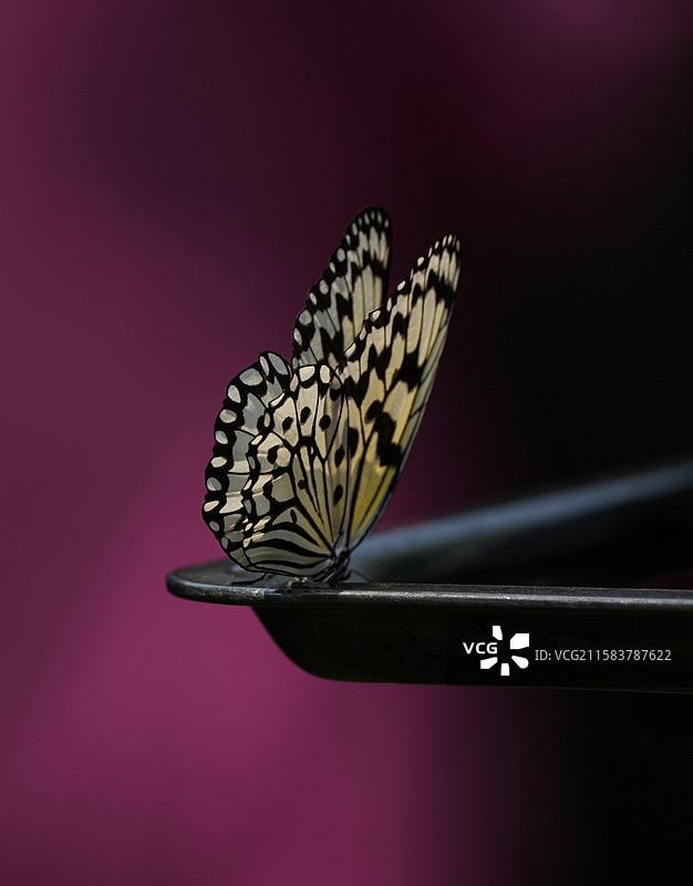 云南美丽的蝴蝶图片素材