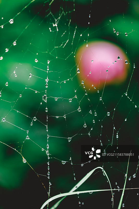 雨季湿蜘蛛网特写图片素材