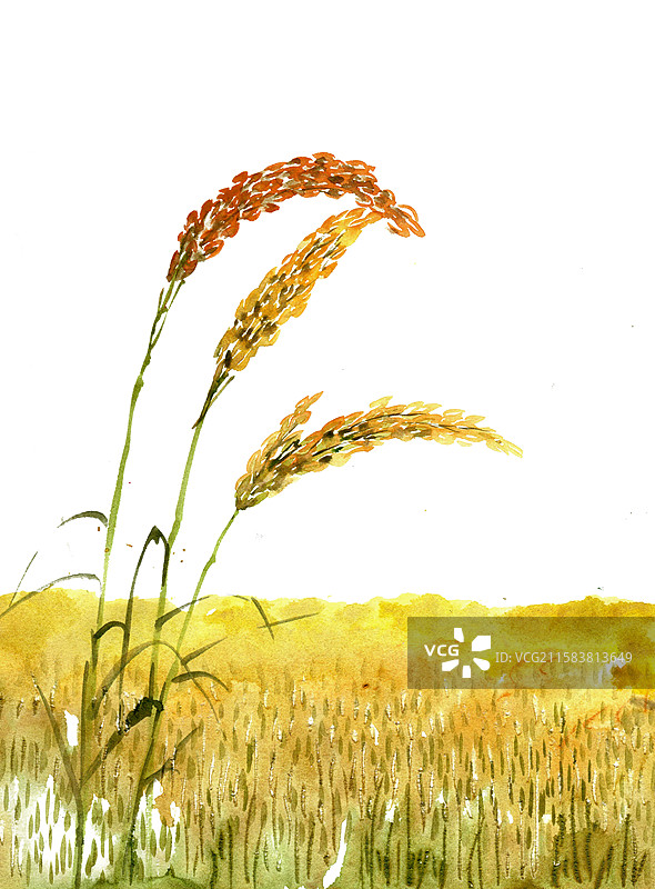 秋季的庄稼图片素材