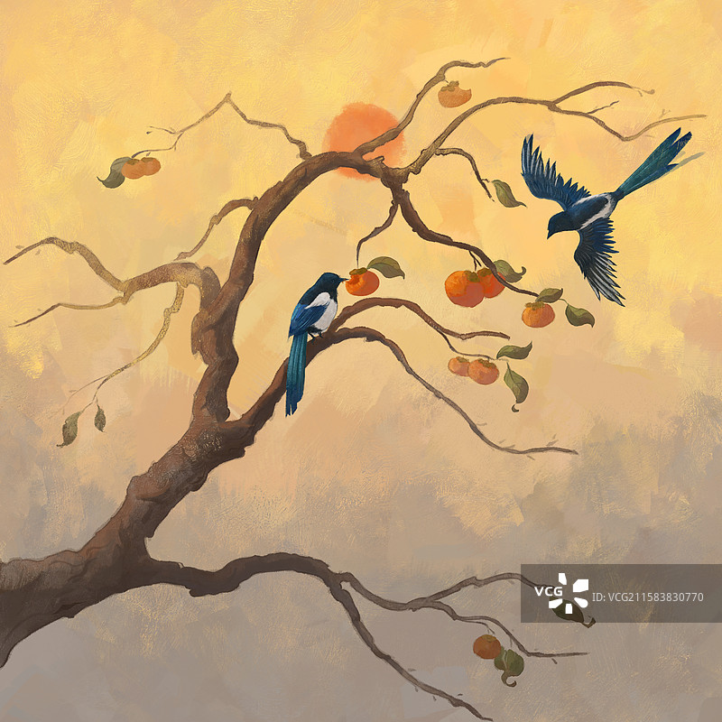 霜降节气喜鹊在柿子树上吃柿子喜柿连连图片素材