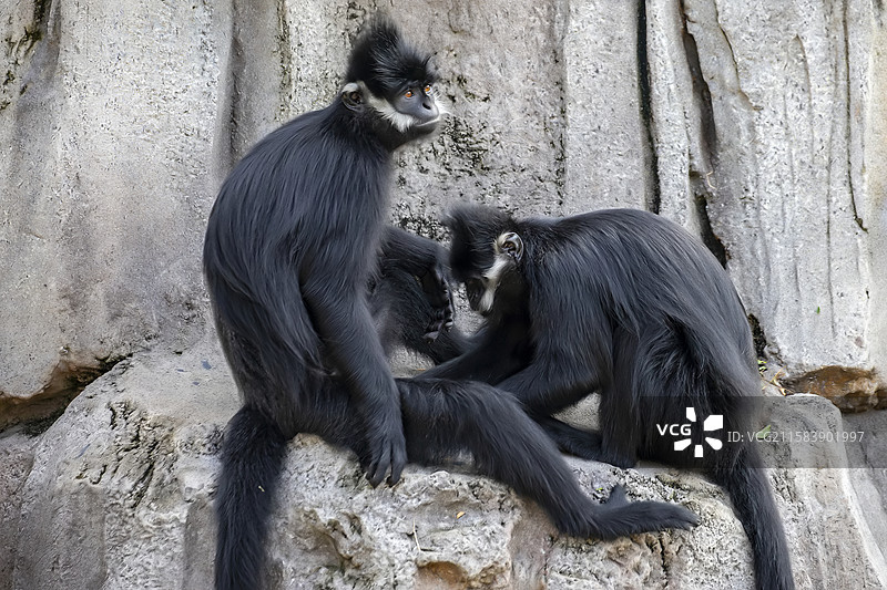 黑叶猴（Trachypithecus francoisi是生活在东南亚热带雨林中的树栖灵长类。图片素材