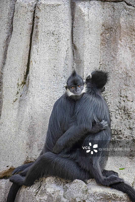 黑叶猴（Trachypithecus francoisi是生活在东南亚热带雨林中的树栖灵长类。图片素材