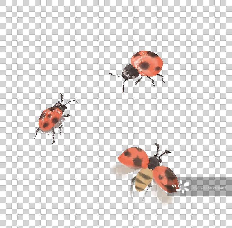 七星瓢虫图片素材