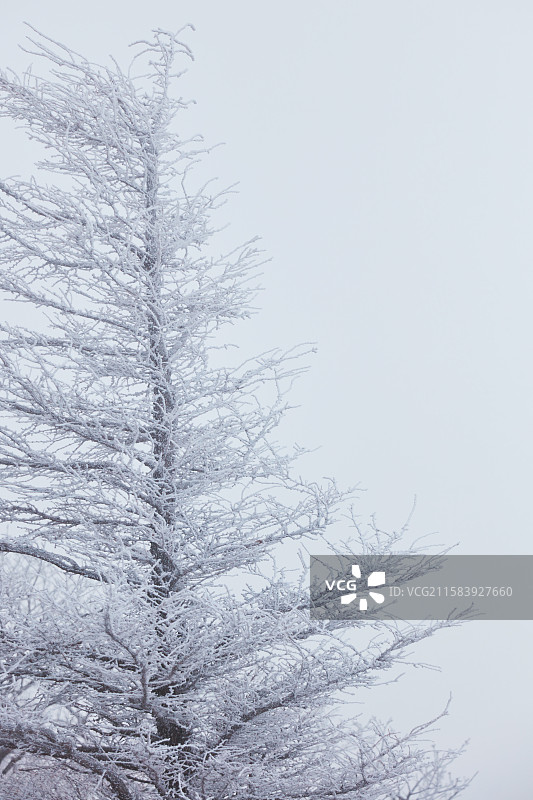 冬季，自然风景，雪景背景图片素材