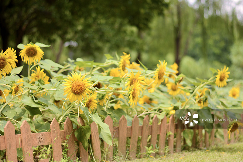 向日葵图片素材