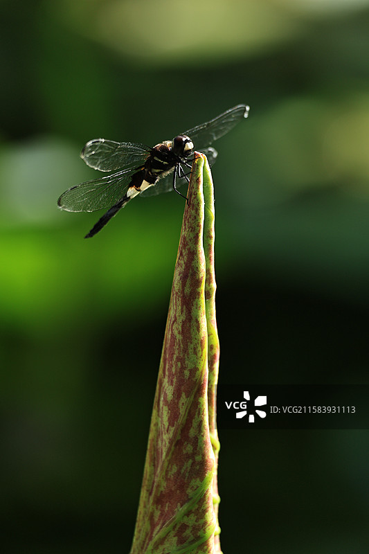 不知名的蜻蜓荷叶尖上转圈圈图片素材