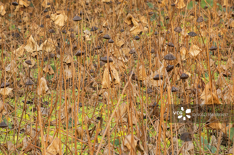 涅槃的莲花图片素材