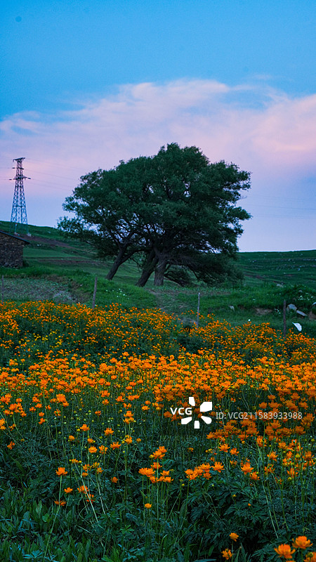 高山晚霞衬托金莲花盛开图片素材