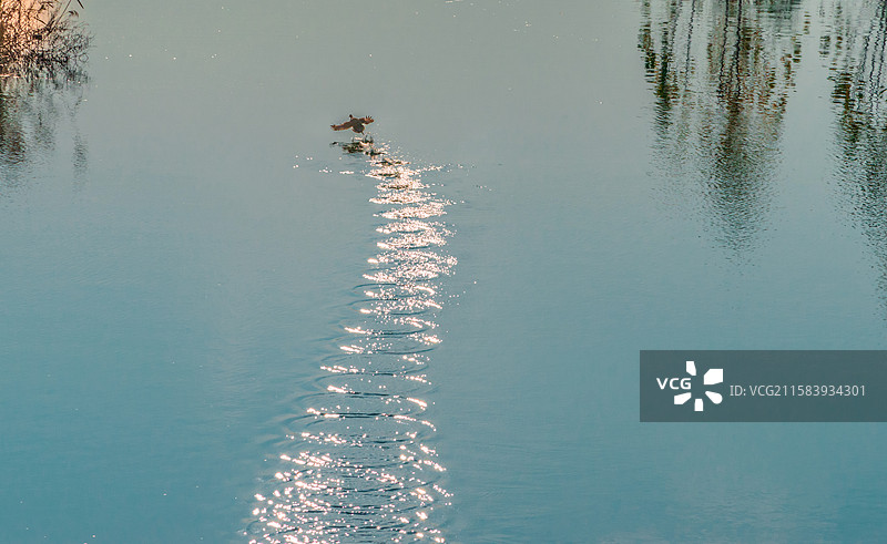 水鸟起飞踏水花图片素材