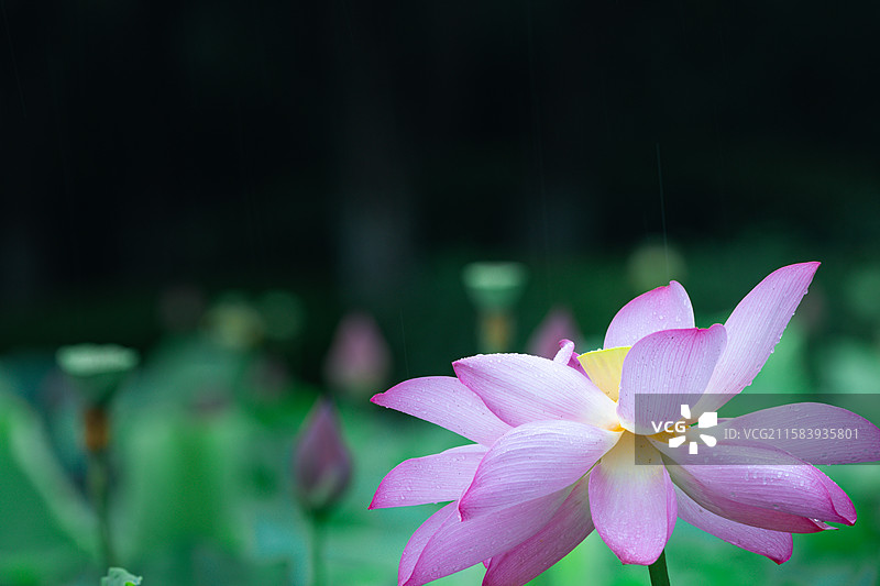 天津夏日下雨天公园中的荷花特写图片素材