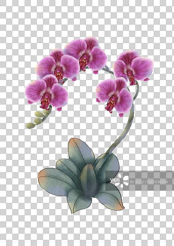 黑色背景下粉红色兰花的特写镜头图片素材