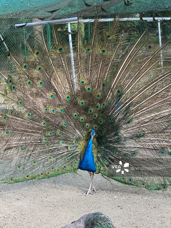 孔雀开屏图片素材