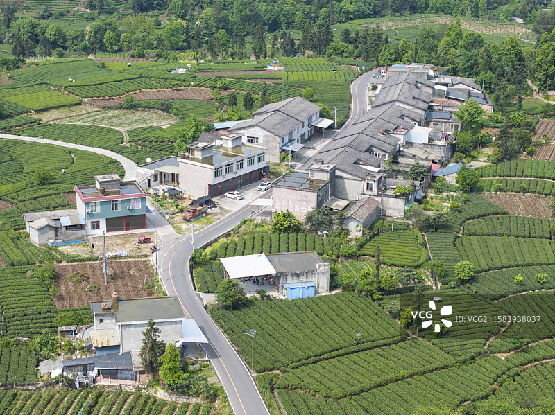四川雅安名山茶园种植采茶中国传统文化图片素材