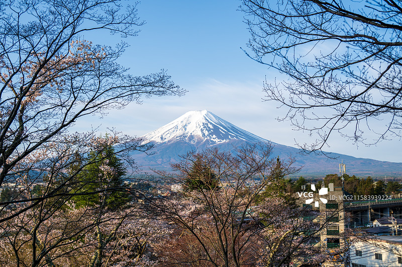 日本新仓浅间公园樱花和富士山图片素材