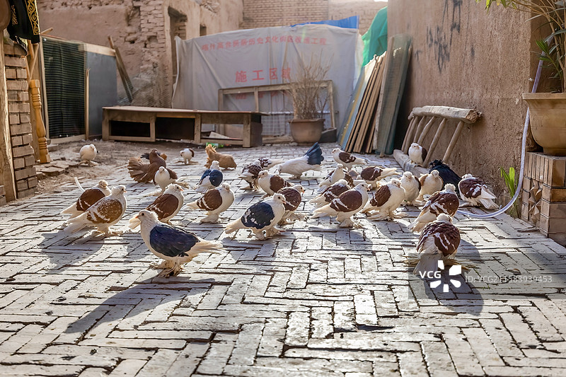 新疆维吾尔族喀什高台民居景点人工饲养的毛腿鸽行走在地砖上图片素材