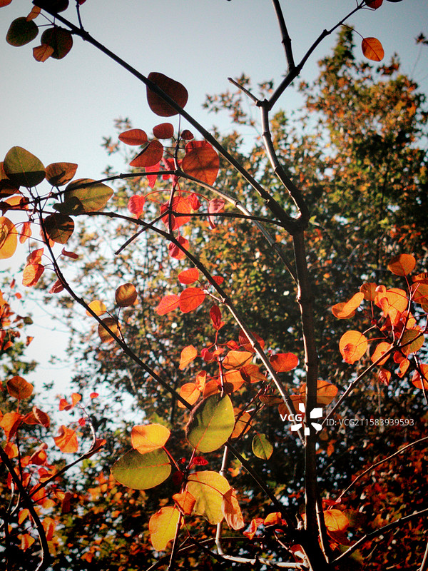 阳光下的叶子红了图片素材