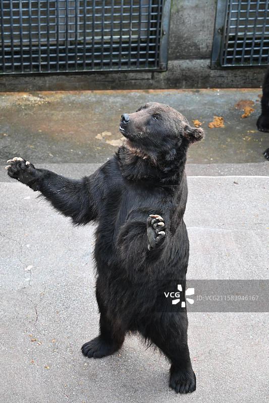 北海道昭和新山｜熊牧场｜洞爷湖图片素材