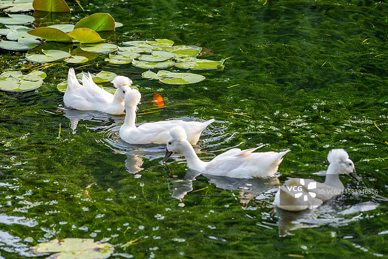 凤头白鸭，南京网红烫头鸭，凤头鸭，白鸭图片素材