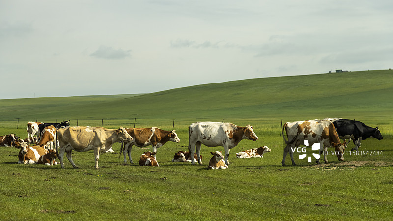 呼伦贝尔草原图片素材