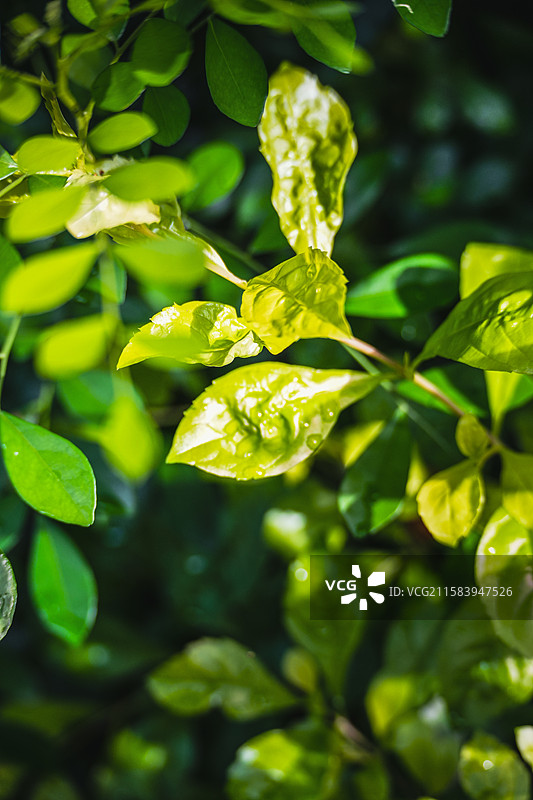 《超长夏日》图片素材