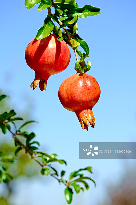 蓝天下成熟的石榴挂在枝头图片素材