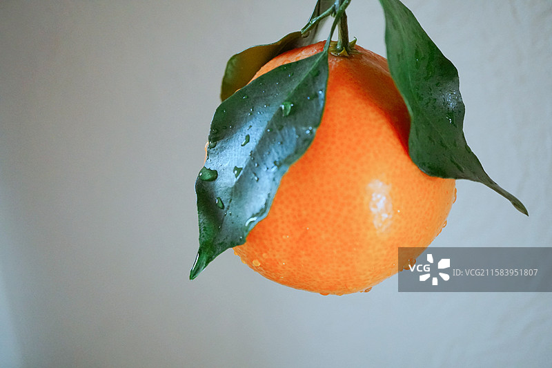 一颗新鲜的橙子橘子桔子露水绿叶水滴瘦身健康减脂饮食下午茶精致生活美学杂志公众号封面留白白色背景图片素材