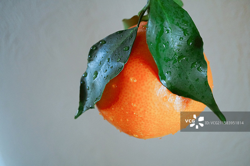 一颗新鲜的橙子橘子桔子露水绿叶水滴瘦身健康减脂饮食下午茶精致生活美学杂志公众号封面留白白色背景图片素材