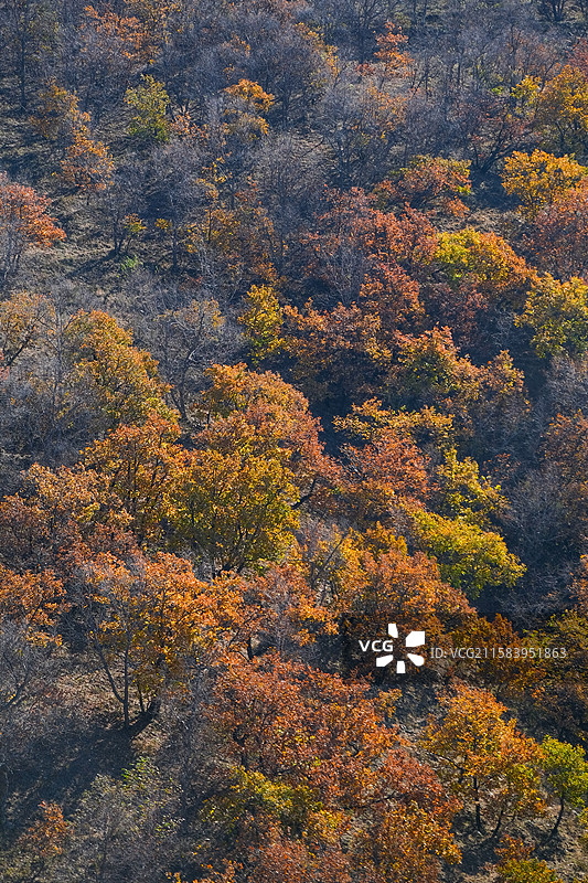 内蒙古阿尔山景区服务区秋天黄叶背景图片素材
