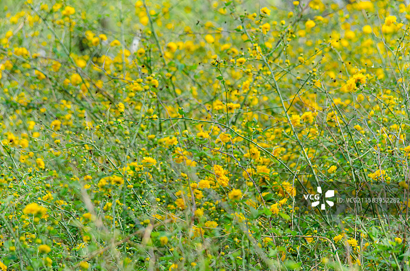中国野生植物拍摄主题，绿化带园林里黄色的重瓣棣棠花栽培植物和盛开的花朵特写，户外白昼无人图像摄影图片素材