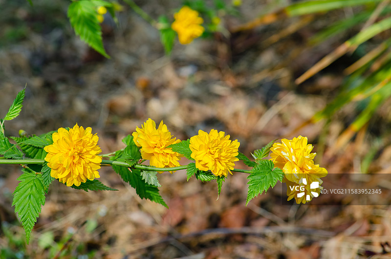 中国野生植物拍摄主题，绿化带园林里黄色的重瓣棣棠花栽培植物和盛开的花朵特写，户外白昼无人图像摄影图片素材