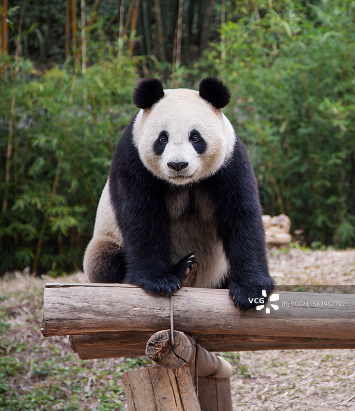 北京动物园大熊猫图片素材