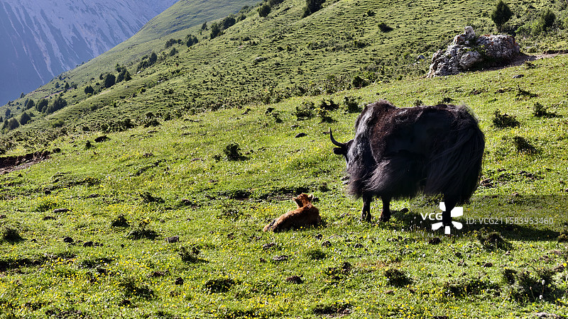 美丽的高山草甸牧场上的牛马图片素材
