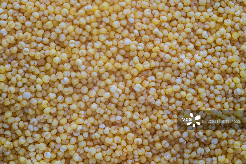 金灿灿的小米特写图片素材