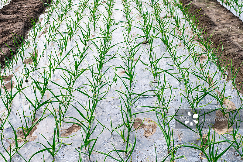 中国农产品农作物拍摄主题，农田田地里的一片绿色的蒜苗蔬菜植物，户外白昼无人图像摄影图片素材