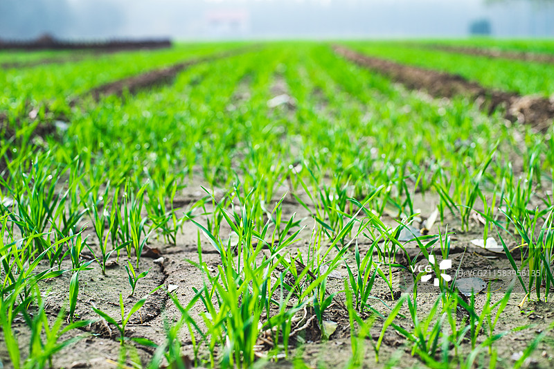 中国野生植物和野外植物拍摄主题，春天的田地里生长出一片绿色的小麦麦田，户外白昼无人图像摄影图片素材