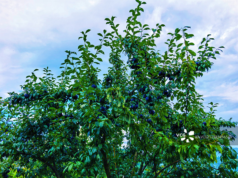 黑奈李果树图片素材