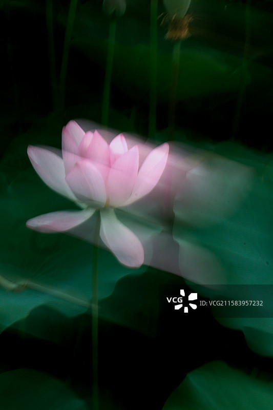 用摇摄方式拍到的仙气飘飘的荷花图片素材