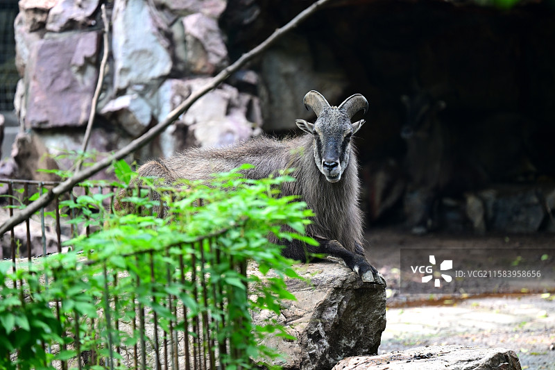 塔尔羊，羊，动物主题，上海动物园图片素材