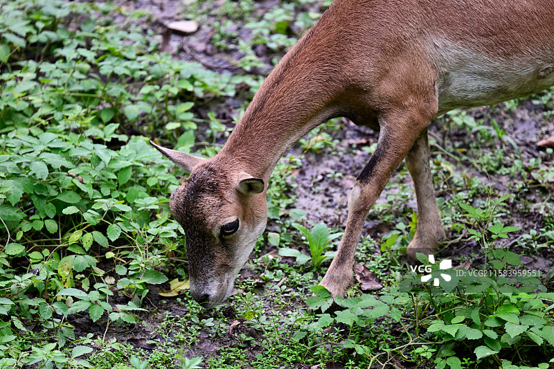 摩佛伦羊，绵羊，羊，动物主题，上海动物园图片素材
